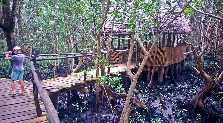 The Mangrove Boardwalk